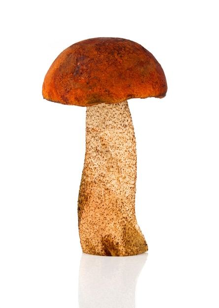 Orange-Cap Boletus-Pilz auf weißem Hintergrund