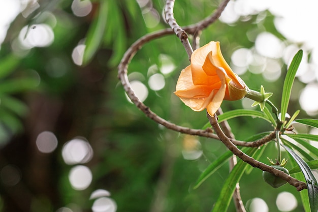 Orange Cascabela thevetia auf Baum