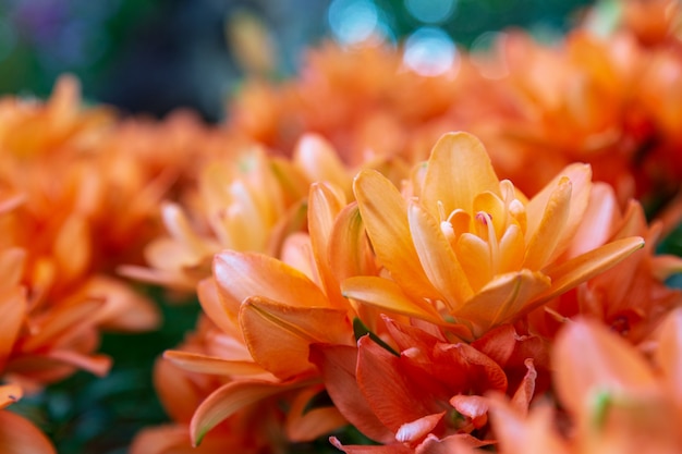 Orange Chrysantheme im Garten