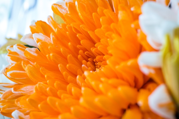 Orange Chrysantheme - Makroschießen