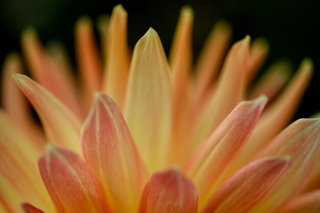 Orange Dahlia