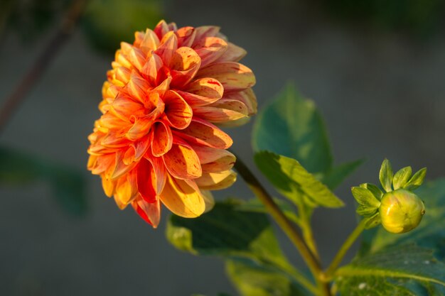 Orange Dahlie Blume auf dem Busch, Nahaufnahme