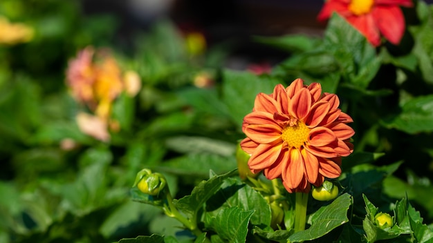 orange Dahlie mit Knospen im Sommergarten Gartenarbeit Landschaftsbau mehrjährige Blumen