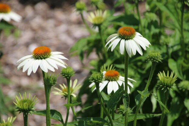 Foto orange daisy