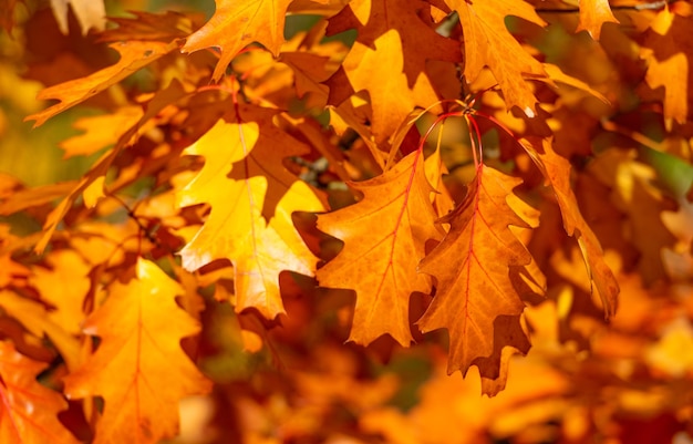 Orange Eiche Herbstlaub auf Ast Eiche Herbstlaub Herbstsaison mit Eichenlaub