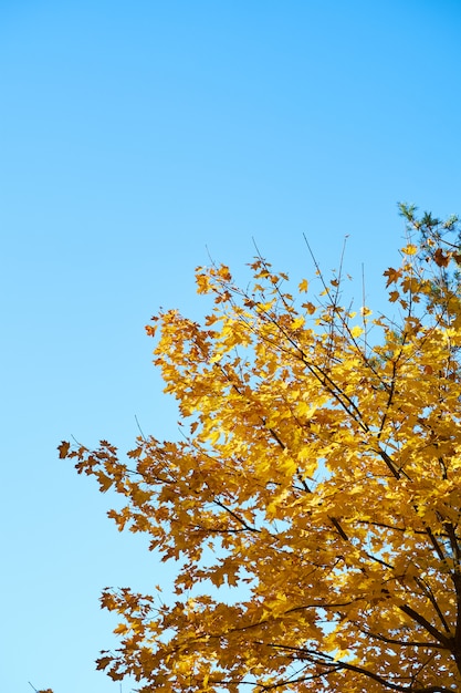 Orange Eichenblätter gegen klaren blauen Himmel