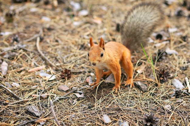 Orange Eichhörnchen im Herbstpark