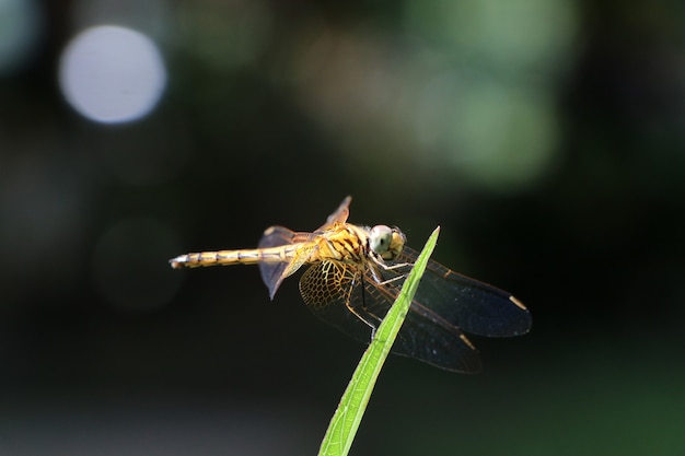 Orange Farbe der Libelle, die an Blatt mit Tageslicht im Naturhintergrund hält