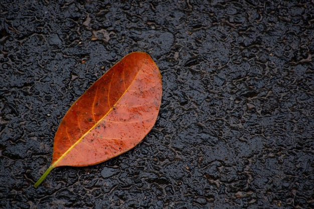 Orange Farbe gefallenes Blatt auf nassem schwarzem Boden