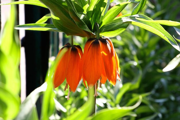 Orange Frühlingsblume gebadet in Strahlen des Sonnenlichts. Gegenlicht. Heller Hintergrund im Freien.