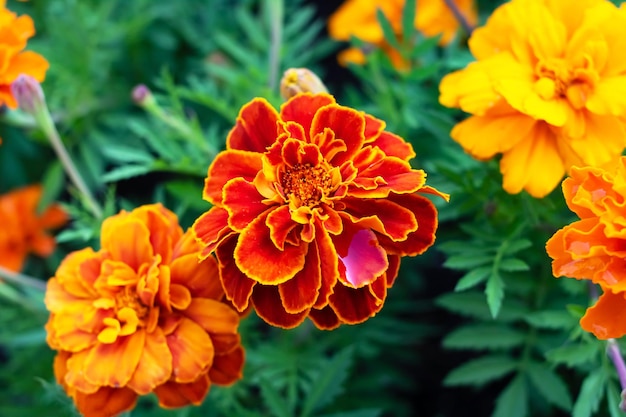 Orange Gänseblümchenblumen unter grünen Blättern in der Nähe