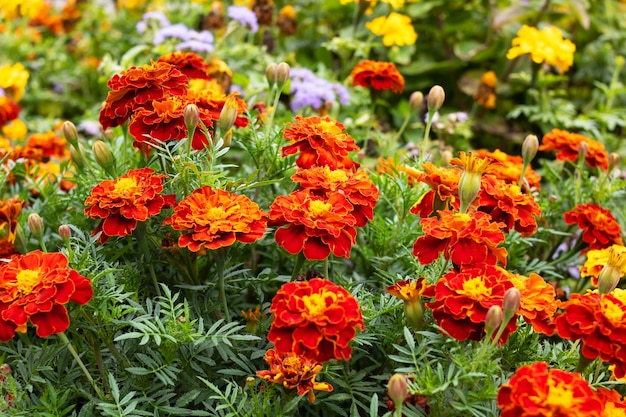 Orange Gänseblümchenblumen unter grünen Blättern in der Nähe