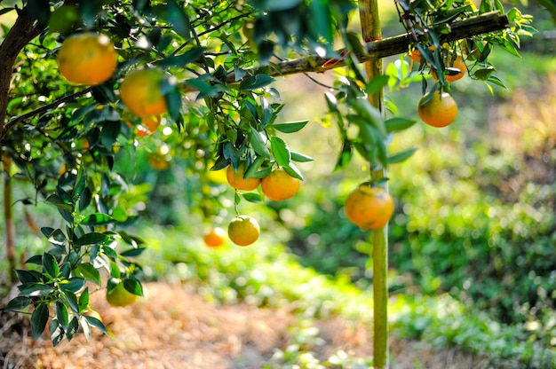 Orange Garten mit vielen reifen Obstgärten.