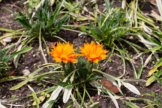 Orange gazania rigens oder schatzblume afrikanisches gänseblümchen in voller blüte auf blumenbeet