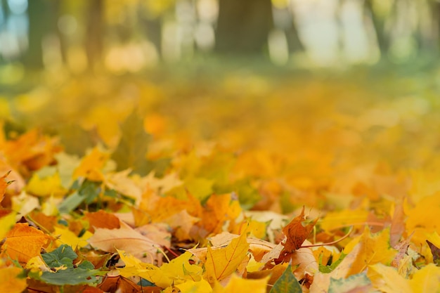 Orange, gelb, rot, ahornblätter, herbst, hintergrund, herbstfarben, acer, blätter