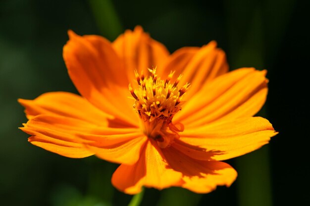 Orange-gelbe Feldblume mit einer Biene