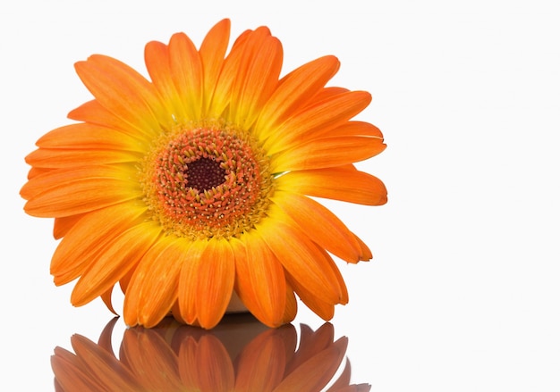 Orange Gerbera auf einem Spiegel