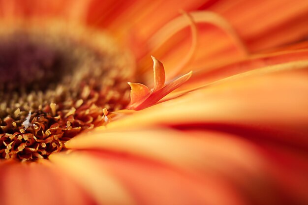 Orange Gerbera-Blumen mit kleinen Wassertropfen Makro-Schuss einer Gerbera