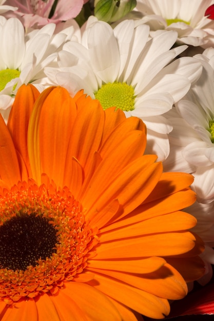 Orange Gerbera Makro