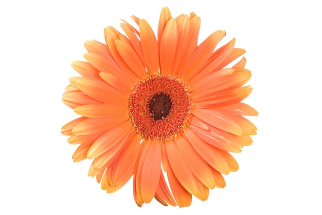 Orange Gerbera