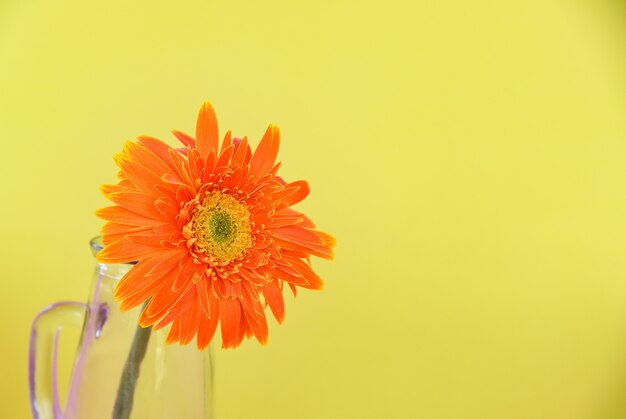 Orange Gerberagänseblümchenblume im Glasgefäß