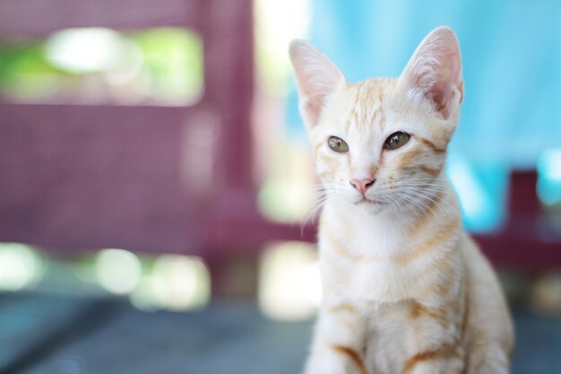 Orange gestreifte Katze des Kätzchens genießen und entspannen sich auf hölzerner Terrasse mit natürlichem Sonnenlicht