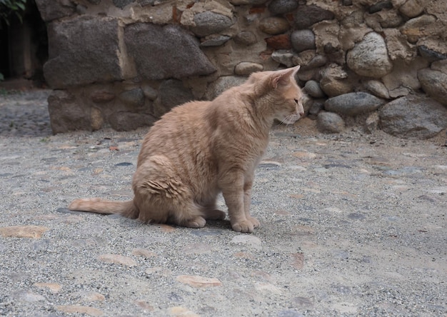 Orange getigerte Katze