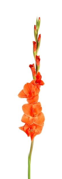 Orange Gladiolenblüten isoliert auf weißem Hintergrund. Schöne Sommerblumen.