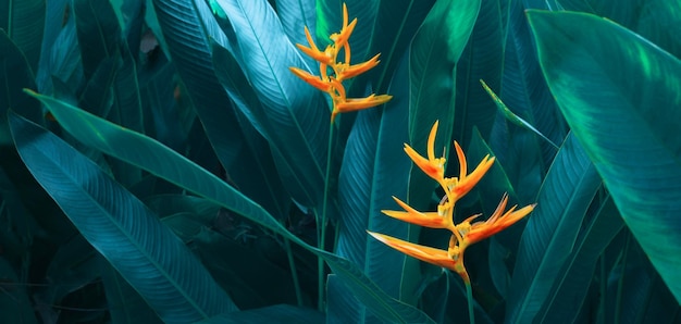 Orange Heliconia-Blume auf dunklem tropischem Blattnaturhintergrund Blätter und Naturhintergrund