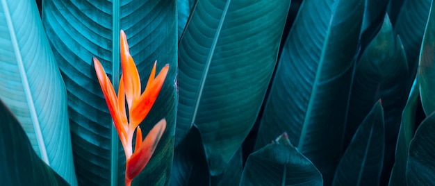 Orange Heliconia-Blume auf hellem und dunklem tropischem Blattnaturhintergrund-Farbfarbstoff der Blätter