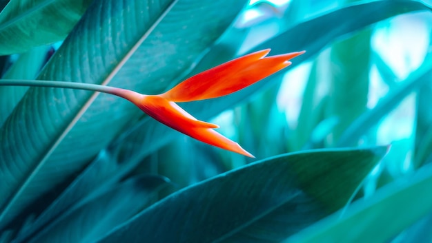 Orange Heliconia-Blume auf hellem und dunklem tropischem Blattnaturhintergrund-Farbfarbstoff der Blätter