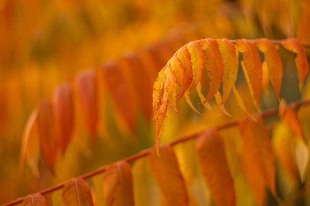 orange Herbstblätter im Fokus im Wald