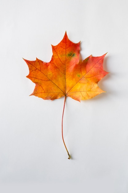 Orange Herbstblatt auf Tisch