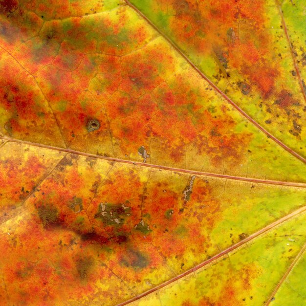 Orange Herbstblattmakro