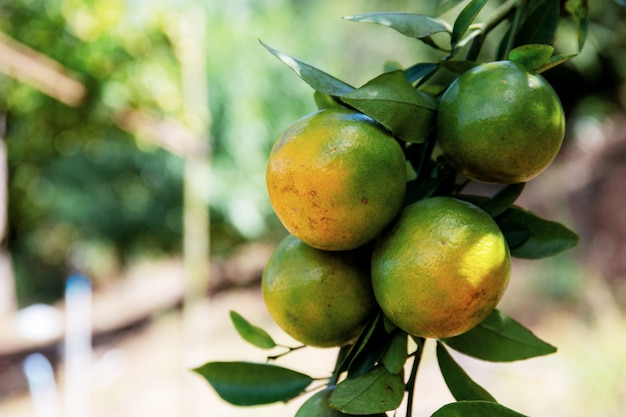 Orange in der Farm.