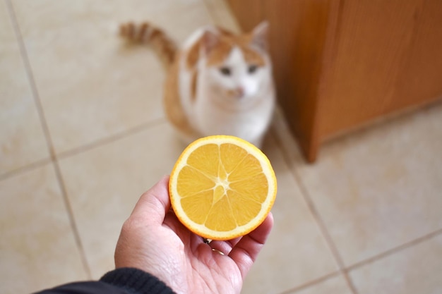 Orange in der Hand mit verschwommenem Hintergrund einer Katze, die auf dem Boden sitzt