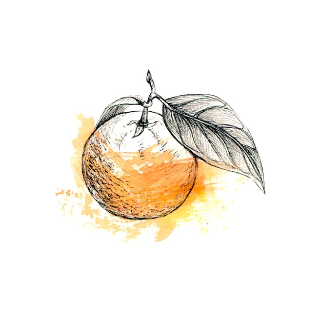 Orange in Liner- und Aquarellgrafiken isoliert auf weißem Hintergrund Handgezeichnete Illustration