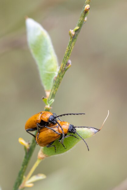 Orange Käfer Paarung