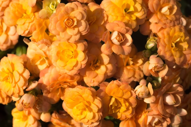 Orange kalanchoe Blumen