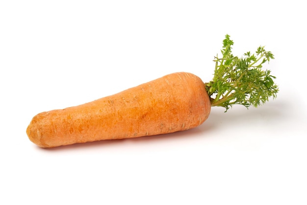 Orange Karottenwurzelgemüse mit Grüns auf weißem Hintergrund