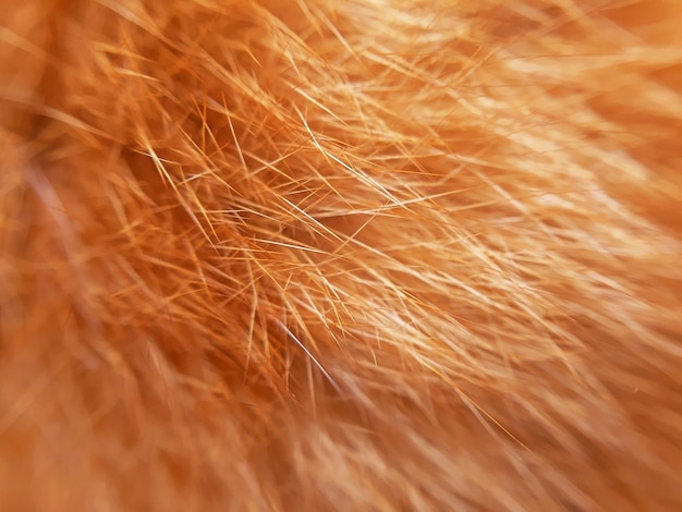 Orange Katze Fell Hintergrundtextur hautnah