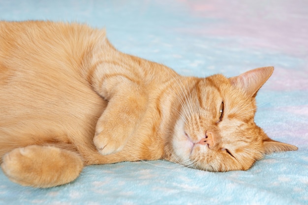 Orange Katze schläft mit einem offenen Auge auf bunter flauschiger Decke im Bett zu Hause, Nahaufnahme,