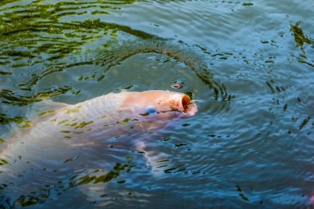 Orange Koi fish nishikigoi nadando na lagoa com alimentação