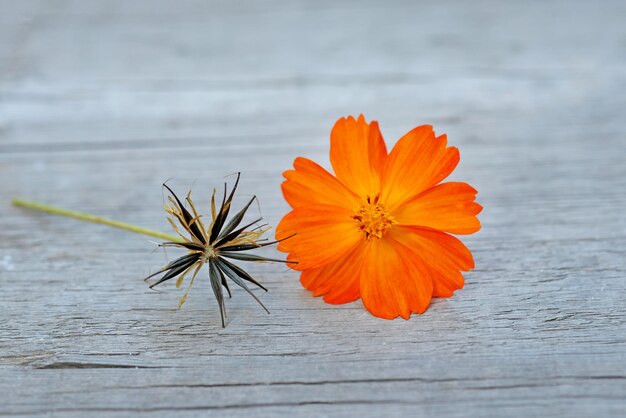 Orange Kosmos und Samen auf einem hölzernen Hintergrund. Trockene Samen der Kosmosblumennahaufnahme.