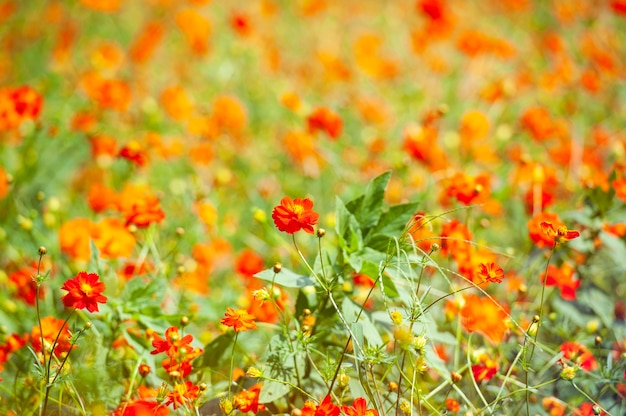 Orange Kosmosblume in der Sommersaison. Japan Garten.