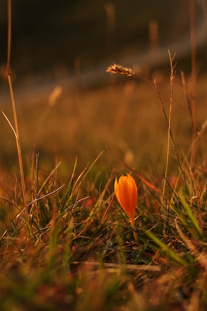 Orange Krokusblumen in einer wilden Wiese