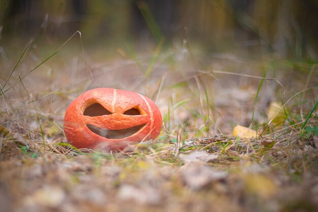 Orange Kürbis-Halloween-Symbol im Herbstwald Jack o Laterne auf dem Gras Weicher Fokus verschwommen