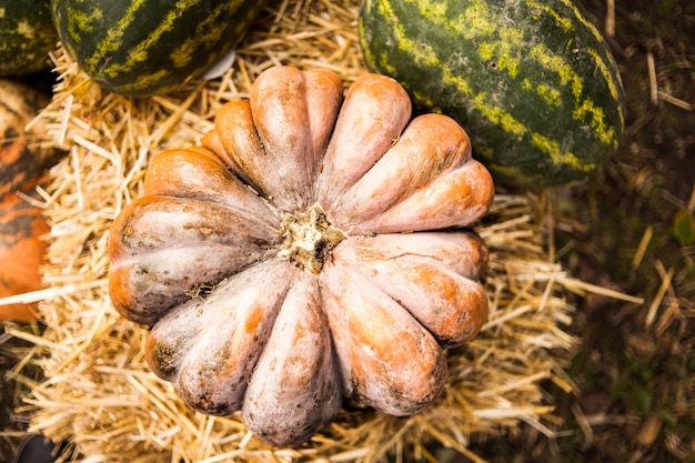 Orange Kürbis im Heu. Herbst. Ernte.