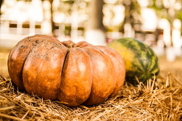 Orange Kürbis im Heu. Herbst. Ernte.