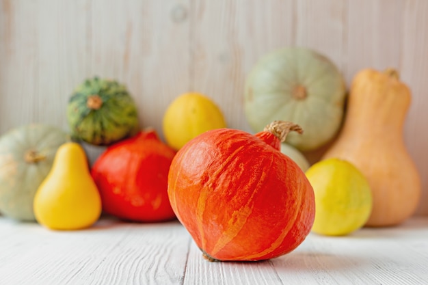 Orange Kürbis Kürbisse vor weißer Holzwand Rustikaler Stil Textfreiraum